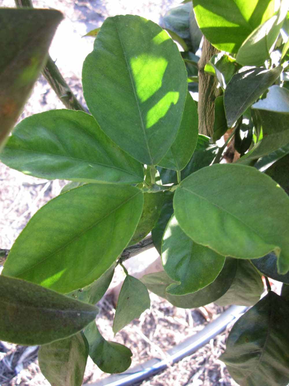           Shade leaves (Jaffa, Riverside, CA)   